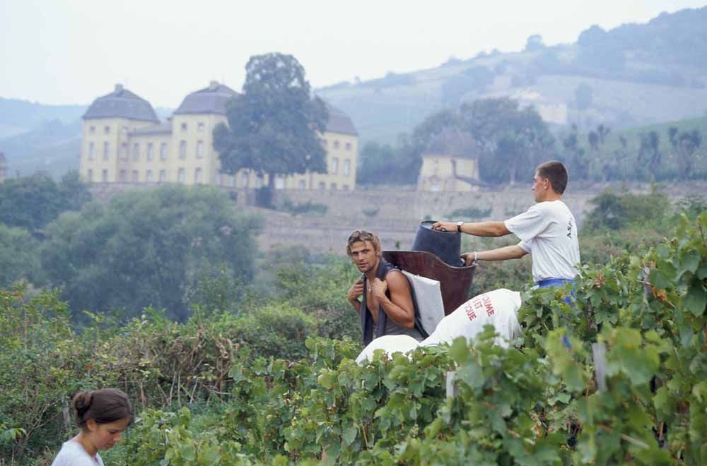 Beaujolais - nepoužívat, jednorázové svolení vlastníka
