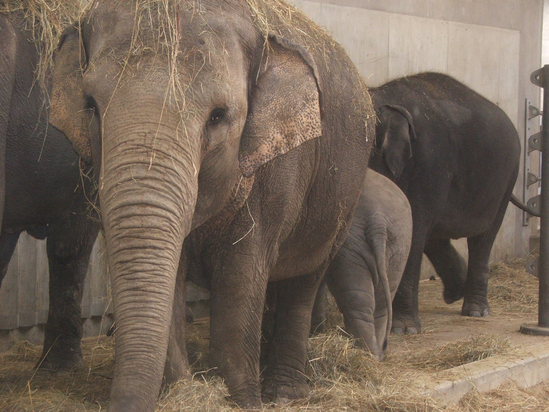 Údolí slonů - ZOO Praha