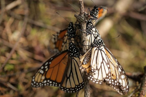 Monarcha stěhovavý tráví každou zimu v horách středního Mexika.