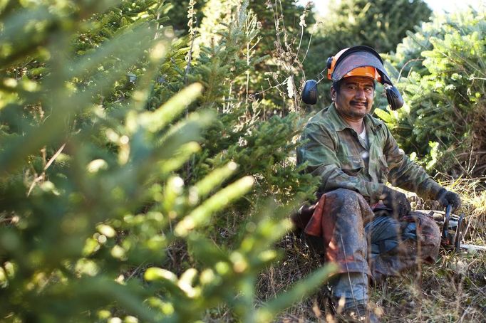 Inocencio Hernandez takes a break from cutting down Christmas trees at the Omni Farm in West Jefferson, North Carolina, November 17, 2012. Crews at the farm will harvest nearly 20,000 Christmas trees this season. North Carolina has 1,500 Christmas tree growers with nearly 50 million Fraser Fir Christmas trees on over 35,000 acres. Picture taken November 17, 2012. REUTERS/Chris Keane (UNITED STATES - Tags: BUSINESS EMPLOYMENT ENVIRONMENT AGRICULTURE SOCIETY) Published: Lis. 19, 2012, 4:17 odp.