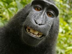 Slavné opičí selfie.