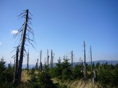 Lesní porosty v mírném pásmu v budoucnu ohrozí neznámí škůdci (ilustrační foto).