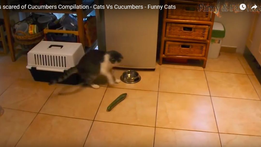 Cucumber cat