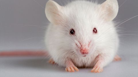 Díky myším vyléčí vědci geneticky podmíněnou hluchotu dětí