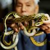 Fotogalerie: V Hongkongu mají rádi hady. Nejlépe na talíři.