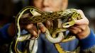 TO GO WITH Lifestyle-medicine-health,FEATURE by Joyce Woo This photo taken on January 31, 2011 shows "Big Snake Mak" -- otherwise known as serpent salesman Mak Tai-kwong, holding some snakes at the She Wong Lam snake soup shop in Hong Kong. Snake has been used in China for thousands of years to cure a host of ailments -- snake-fermented wine for arthritis, snake genitals for the kidneys and male sex drive, snake gall bladder for bronchitis.