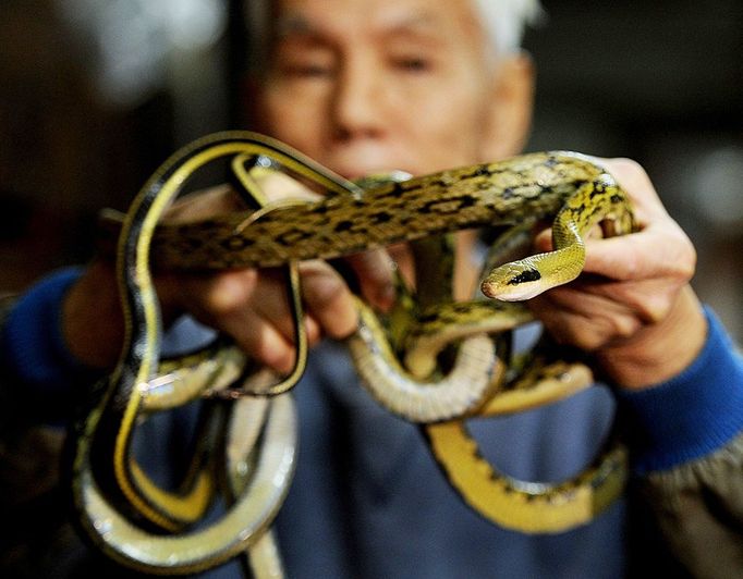 TO GO WITH Lifestyle-medicine-health,FEATURE by Joyce Woo This photo taken on January 31, 2011 shows "Big Snake Mak" -- otherwise known as serpent salesman Mak Tai-kwong, holding some snakes at the She Wong Lam snake soup shop in Hong Kong. Snake has been used in China for thousands of years to cure a host of ailments -- snake-fermented wine for arthritis, snake genitals for the kidneys and male sex drive, snake gall bladder for bronchitis.