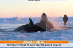 Video: Kosatky uvízly pod ledem, lidé žádají o pomoc