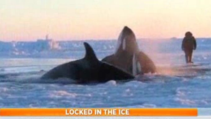 Video: V Hudsonské zátoce uvízly pod ledem kosatky.