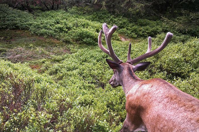 Jelen. Záběr z fotopasti instalované na území Liberecka