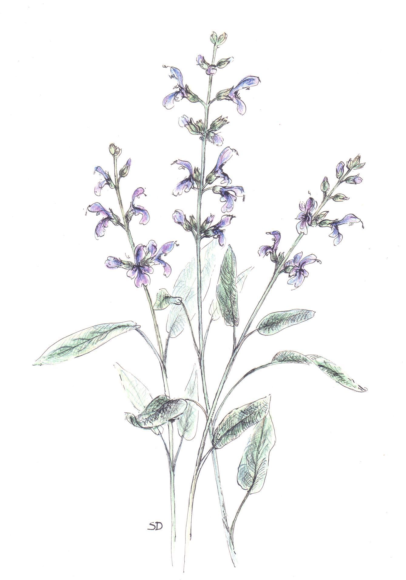 kresby, dr. dudek. bylinky