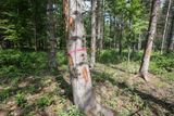Na stromech, které ještě stojí, zlověstné značky. Stromy určené k likvidaci.