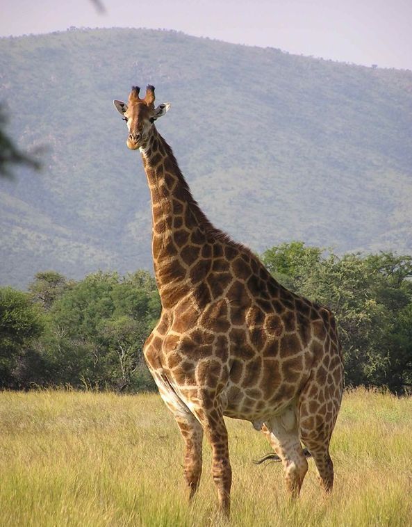 tlusta zvirata2, zena