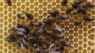 Bees gather on a honeycomb in Vienna, July 11, 2012. A growing number of urban beekeepers' associations, such as Vienna's Stadtimker, are trying to encourage bees to make their homes in cities, as pesticides and crop monocultures make the countryside increasingly hostile. Bee populations are in sharp decline around the world, under attack from a poorly understood phenomonenon known as colony collapse disorder, whose main causes are believed to include a virus spread by mites that feed on haemolymph - bees' "blood". Picture taken July 11, 2012. REUTERS/Lisi Niesner (AUSTRIA - Tags: ENVIRONMENT ANIMALS) Published: Čec. 25, 2012, 3:43 odp.