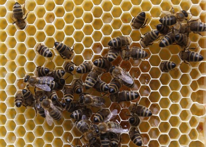 Bees gather on a honeycomb in Vienna, July 11, 2012. A growing number of urban beekeepers' associations, such as Vienna's Stadtimker, are trying to encourage bees to make their homes in cities, as pesticides and crop monocultures make the countryside increasingly hostile. Bee populations are in sharp decline around the world, under attack from a poorly understood phenomonenon known as colony collapse disorder, whose main causes are believed to include a virus spread by mites that feed on haemolymph - bees' "blood". Picture taken July 11, 2012. REUTERS/Lisi Niesner (AUSTRIA - Tags: ENVIRONMENT ANIMALS) Published: Čec. 25, 2012, 3:43 odp.