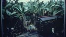 Title: Pan American Union Building. Diorama of banana harvest in Pan American Union Building Creator(s): Horydczak, Theodor, ca. 1890-1971, photographer Date Created/Published: ca. 1920-ca. 1950. Medium: 1 transparency : color ; 8 x 10 in. Reproduction Number: LC-H8-CT-P01-007 (color corrected film copy slide) Rights Advisory: Publication may be restricted. For information see "Horydczak Collection" (http://lcweb.loc.gov/rr/print/res/100_hory.html) Call Number: LC-H8- P01-007 <P&P> [P&P] Repository: Library of Congress Prints and Photographs Division Washington, D.C. 20540 USA Notes: