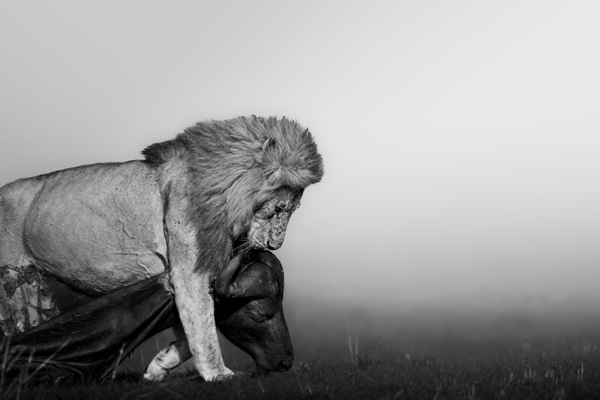 Sony World Photography Awards 2025