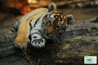 Ostravská zoo pojmenovala tygřata Elvis, Elton a Eda