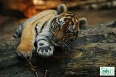 Ostravská zoo pojmenovala tygřata Elvis, Elton a Eda