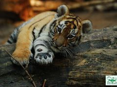 Svého tygra má snad každá zoologická zahrada, ve volné přírodě však přežívá jen tři tisíce kusů
