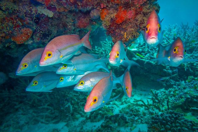 Heron Island, Velký bariérový útes, Austrálie