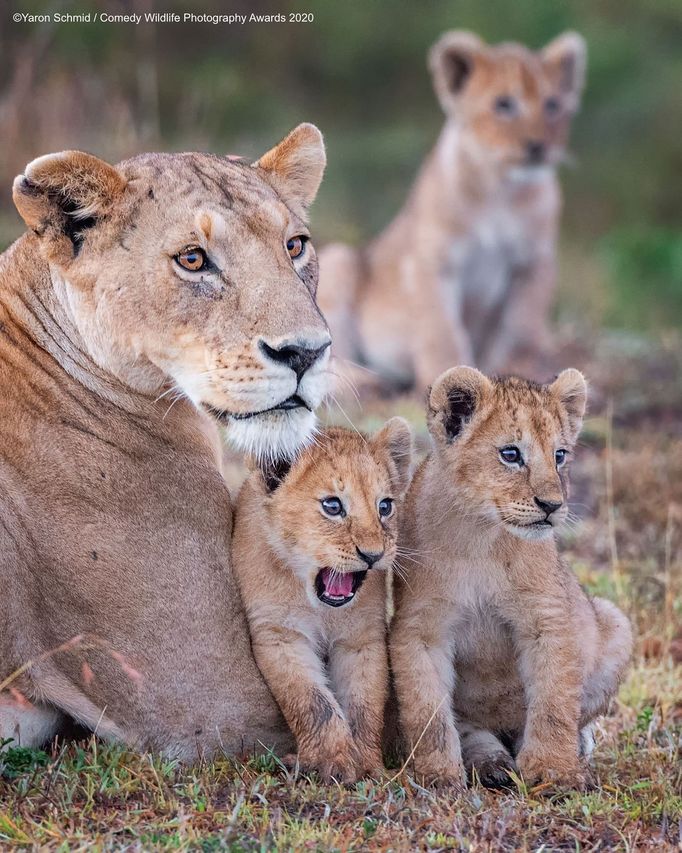 Vtipné fotky zvířat: Comedy Wildlife Photography Awards 2020