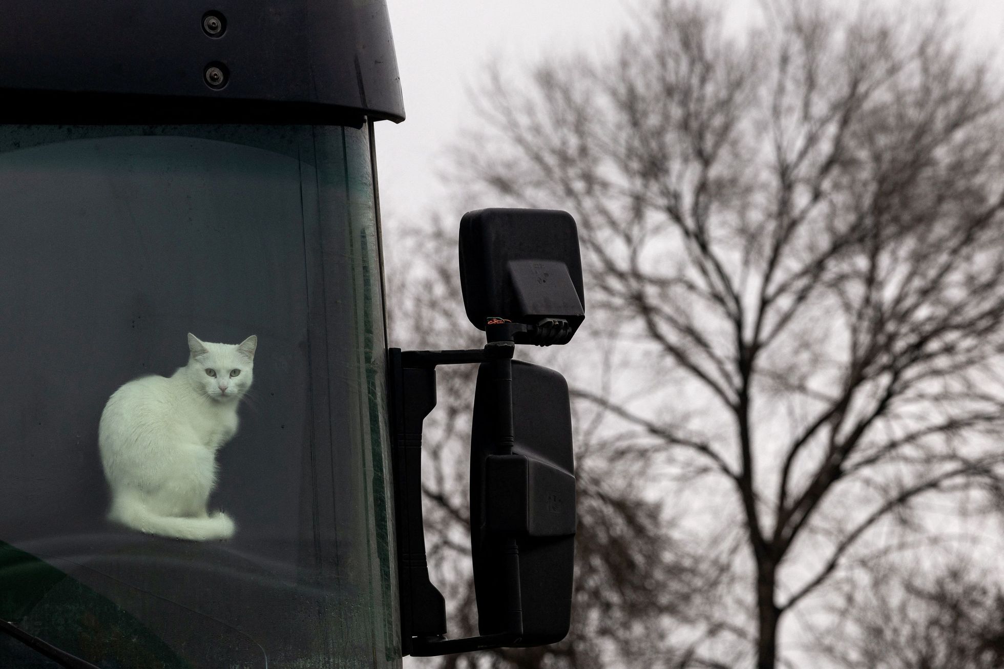 Ukajina - mazlíčci