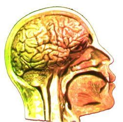 obrázek mozku
