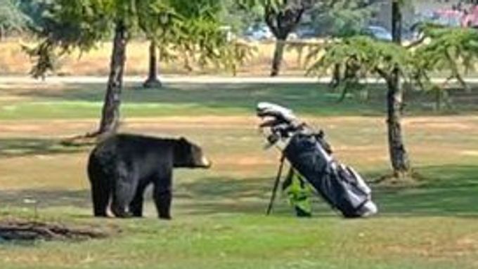 Medvěd překvapil golfistu na hřišti u Vancouveru