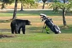 Vyděšený golfista prchl před medvědem. Ten se ale holí lekal, raději vylezl na strom