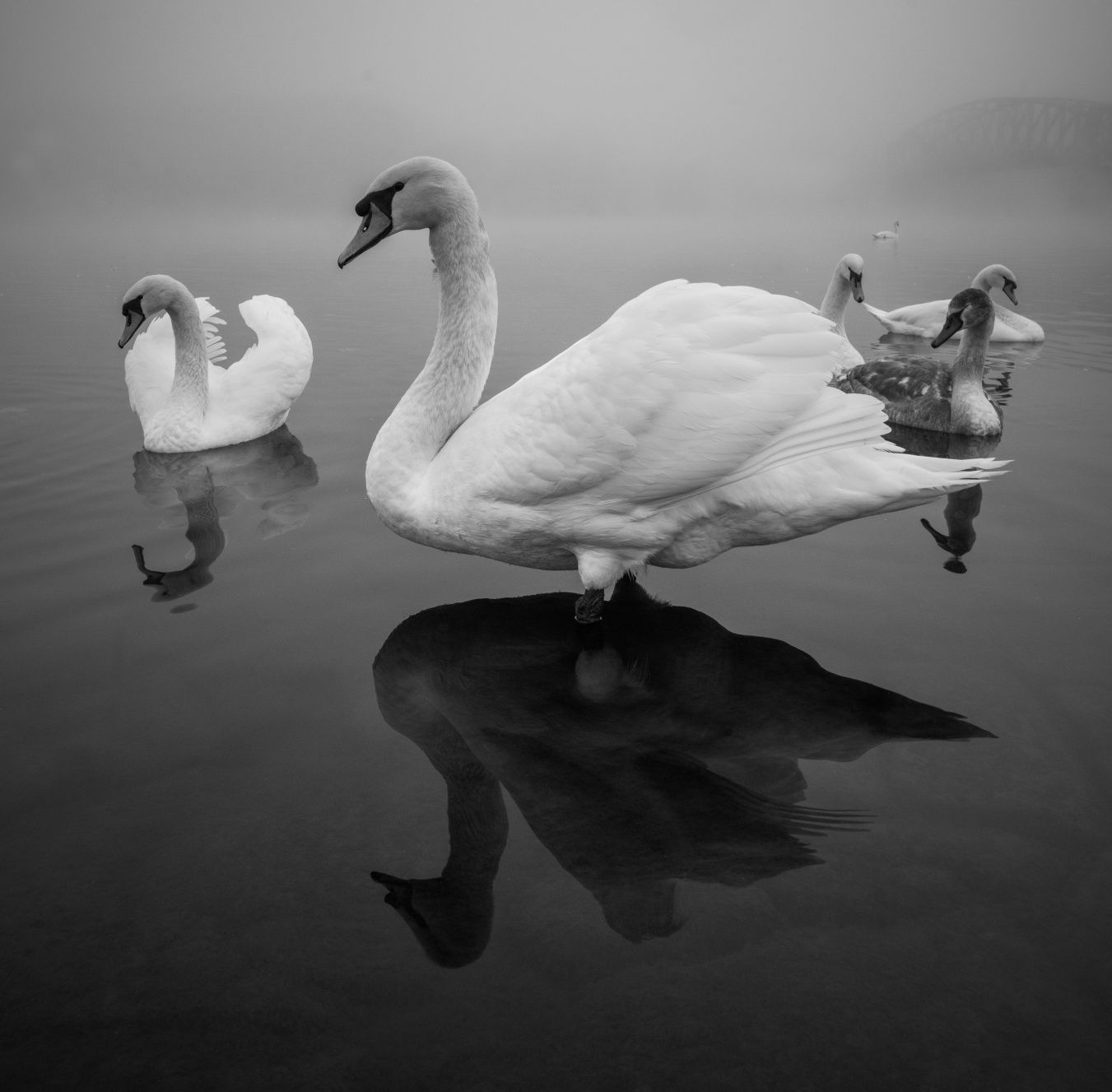 Peter Čech: Krása labutí. Snímky ze série, která zvítězila v soutěži Fine Art Photography Awards 2023.