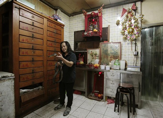 Snake soup shop owner Chow Ka-ling handles a cobra ahead of the Spring Festival in Hong Kong January 29, 2013. Chow keeps snake to make snake soup, a traditional cuisine which locals believe to be good for the health. The Lunar New Year, also known as the Spring Festival, begins on February 10 and marks the start of the Year of the Snake, according to the Chinese zodiac. Picture taken January 29, 2013. REUTERS/Bobby Yip (CHINA - Tags: ANIMALS FOOD SOCIETY) Published: Úno. 8, 2013, 6:13 dop.