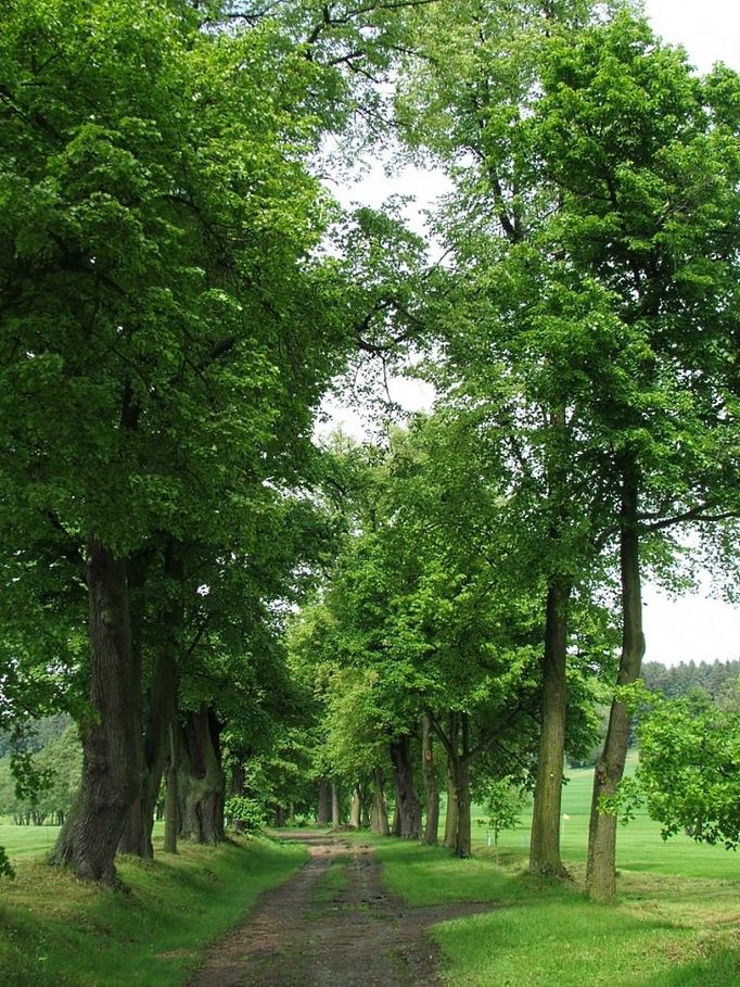 Alfrédovská alej (Alfrédov, Kostelec, Plzeňský kraj). Přibližně dvěstěletou oboustrannou alej o 101 stromech tvořenou 87 lípami malolistými, 8 jírovci maďaly a 6 javory kleny nalezneme podél cesty od dvora Alfrédov k obci Kladruby. Alej je významnou estetickou a krajinnou dominantou v otevřené krajině. Od roku 1987 je alej chráněna jako památné stromy.