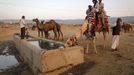 Tourists sit on a camel as it takes a drink of water at Pushkar Fair in the desert Indian state of Rajasthan November 23, 2012. Many international and domestic tourists throng to Pushkar to witness one of the most colourful and popular fairs in India. Thousands of animals, mainly camels, are brought to the fair to be sold and traded. REUTERS/Danish Siddiqui (INDIA - Tags: SOCIETY ANIMALS) Published: Lis. 23, 2012, 5:42 odp.