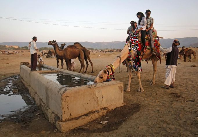 Tourists sit on a camel as it takes a drink of water at Pushkar Fair in the desert Indian state of Rajasthan November 23, 2012. Many international and domestic tourists throng to Pushkar to witness one of the most colourful and popular fairs in India. Thousands of animals, mainly camels, are brought to the fair to be sold and traded. REUTERS/Danish Siddiqui (INDIA - Tags: SOCIETY ANIMALS) Published: Lis. 23, 2012, 5:42 odp.