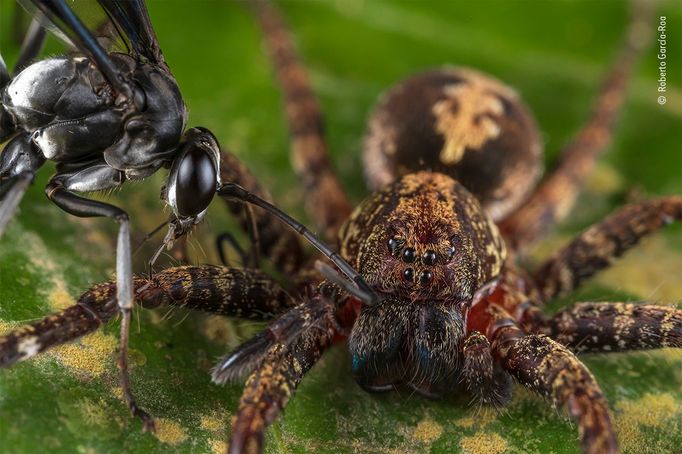 Wildlife Photographer of the Year: fotografie, které se utkají o cenu diváků