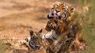 Tygr v Indii ve volné přírodě.