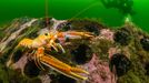 Vítězné fotografie ze soutěže Underwater Photographer of the Year 2023