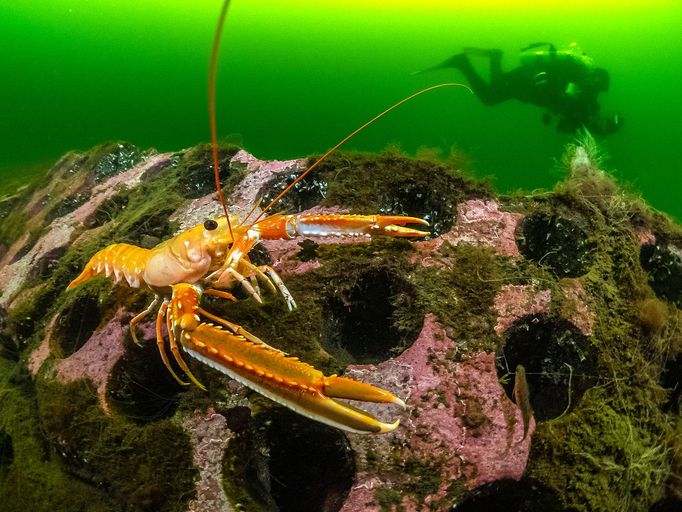 Vítězné fotografie ze soutěže Underwater Photographer of the Year 2023