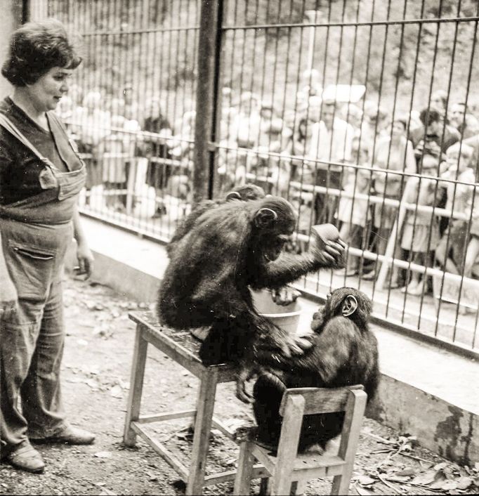 ZOO Liberec slaví 120 let od svého vzniku. Podívejte se na historické momenty a vývoj nejstarší zoologické zahrady v českých zemích od jejího založení v roce 1904.