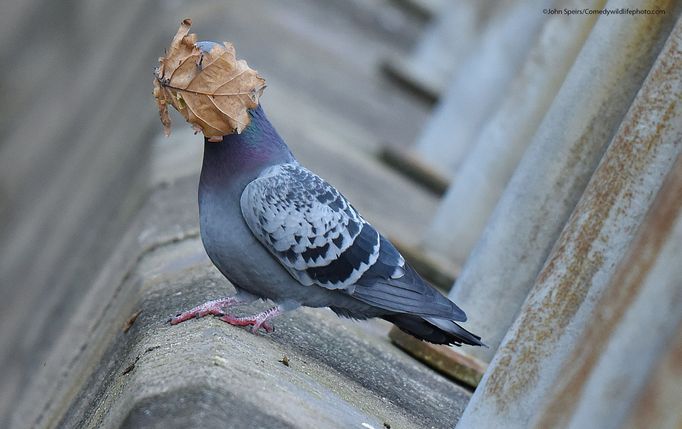 Vítězové soutěže Comedy Wildlife Photography Awards 2021