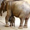 Slůně v ostravské ZOO