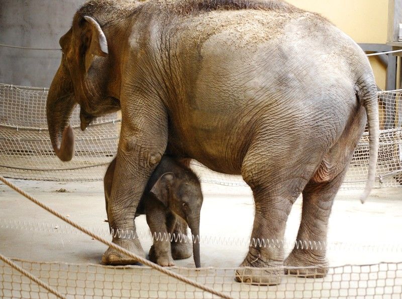 Slůně v ostravské ZOO