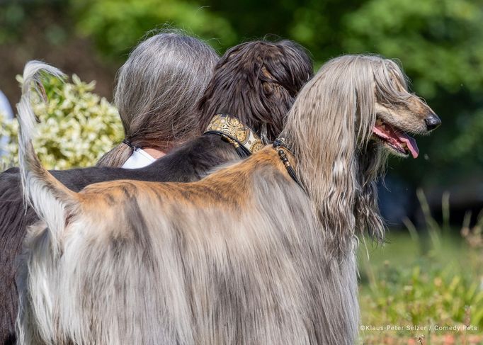 Comedy Pet Photography Awards 2023 - finalisté fotosoutěže