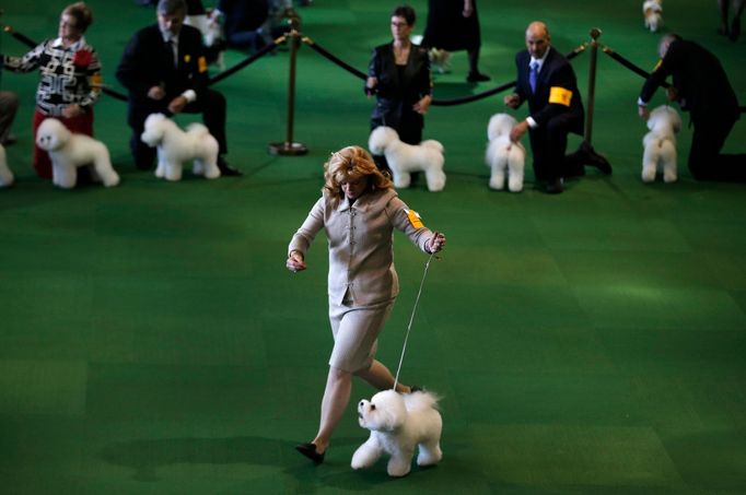 Westminster Kennel Club's Dog Show v New Yorku