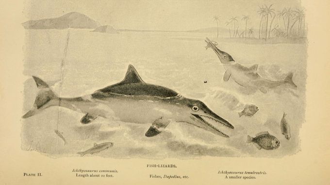 Pravděpodobný vzhled ichthyosaurů.
