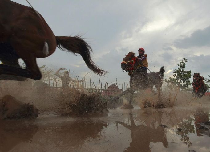 Horses race at Panda racetrack, outside Bima, November 18, 2012. Dozens of child jockeys, some as young as eight-years-old take part in the races. Involving nearly 600 horses they take place around a dusty, oval track of 1,400 meters (nearly one mile). The reward, for the winner is a handful of cash for his family, and glory for the jockey. The grand prize is one million rupiah ($100). Those who win their groups get two cows. The chairman of the races' organising team, Hajji Sukri, denies that there is any danger to the children saying they are all skilful riders and none has been killed or seriously hurt. Picture taken November 18, 2012. REUTERS/Beawiharta (INDONESIA - Tags: SPORT SOCIETY) ATTENTION EDITORS: PICTURE 15 of 25 FOR PACKAGE 'BETTING ON CHILD JOCKEYS' Published: Lis. 24, 2012, 9:16 dop.