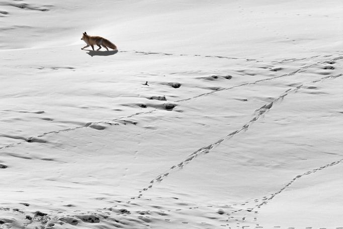 Vincent Munier: sněžný levhart