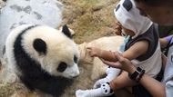 Rodiny a turisté mačkají spoušť fotoaparátů, když se pandí sourozenci přiblíží ke sklu a předvedou svůj roztomilý pohled.