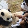 Hong Kong, Čína, panda, oslava, zoo